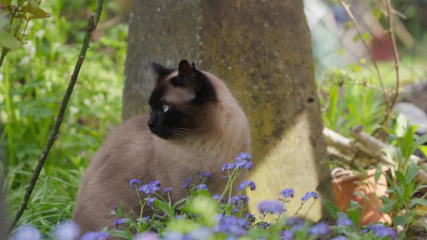 Majestic Siamese Cat with Striking Blue Eyes Amidst Vibrant Purple Flowers in a Lush Spring Garden