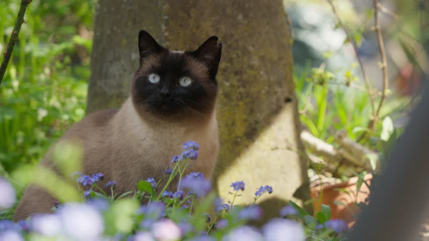 Adorable Siamese Cat Poses in a Vibrant Spring Garden Amidst Beautiful Forget-Me-Not Flowers