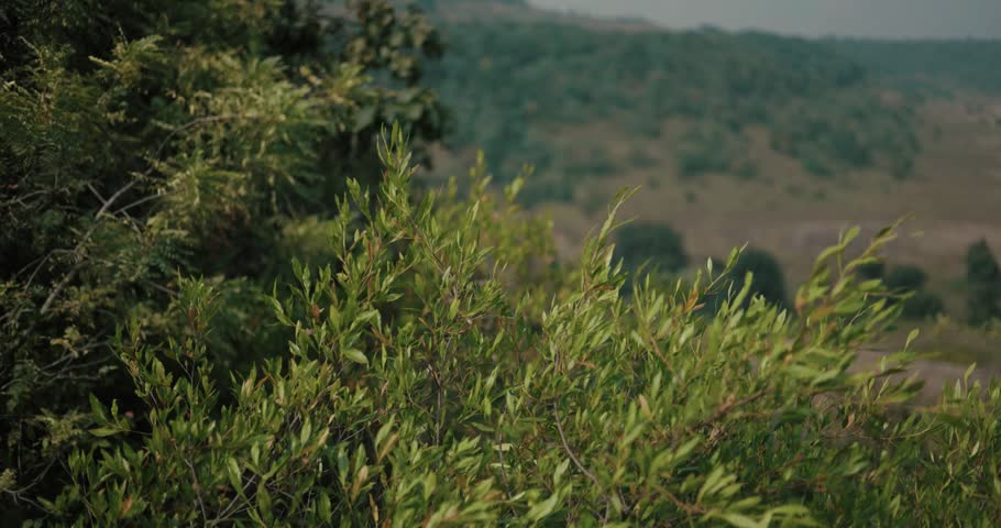 Green Shrubs on Hillside with Blurred Mountain Landscape Background Soothing natural Beauty Loop 4k Video