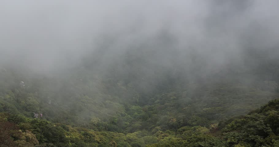 Foggy forest mountain landscape in spring