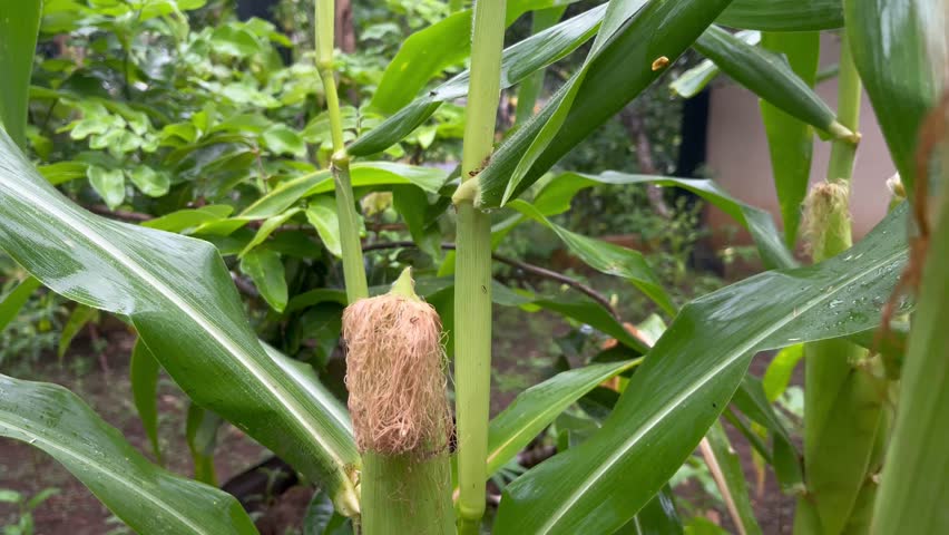 Close-Up of Fresh Corn Hair in Farm Garden