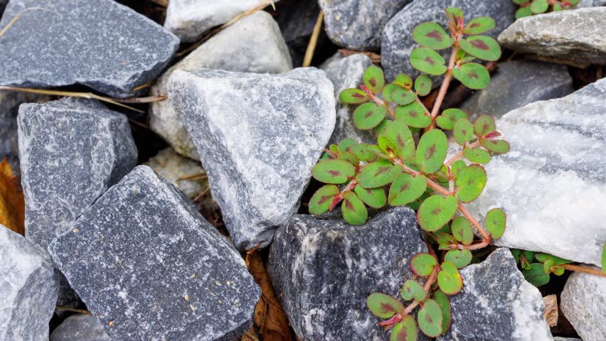 Spotted spurge lawn weed Euphorbia maculata invasive plant closeup turf grass weed control