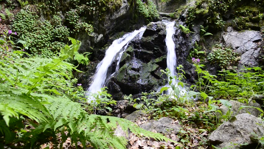 Cloud forest waterfall deep in the untouched nature forest with a ecological