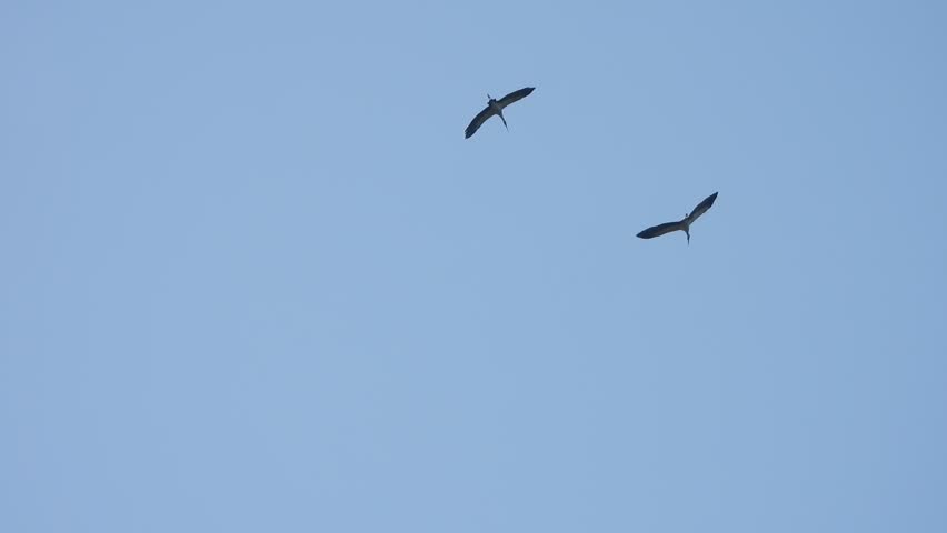 Two crane birds flaying in sky .