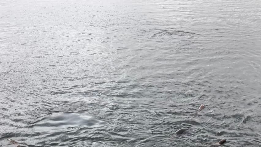 Cinematic pulling back as a large group of South American sea lions swims forward and porpoises through the waters of the Beagle Channel near Puerto Harberton, Argentina