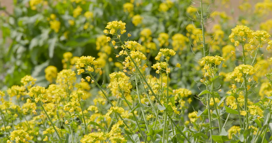 A vast expanse of blooming rapeseed flowers and the beauty of spring nature.