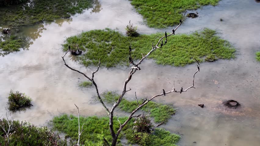 Aerial view captures heron bird perched on dry tree with branches stretching above coastal wetland.
