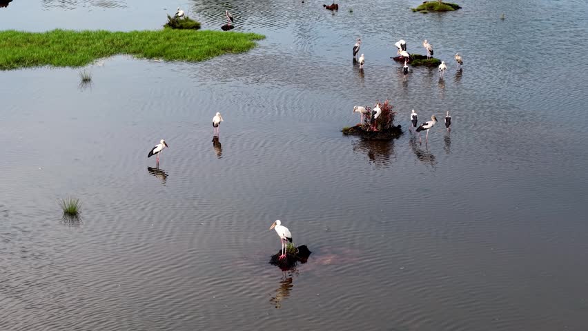 Drone shot highlights Asian openbill bird silhouetted against sunset glow over lush green wetland waters.