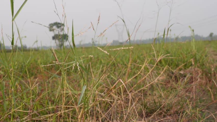 Field of para grass Outdoor