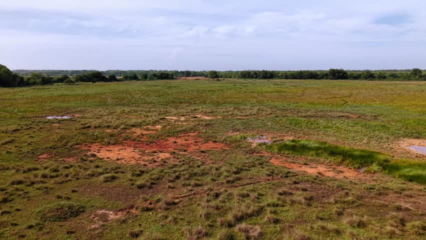 Drone captures wetland and grassy marshland at Batu Kawan, Malaysia.