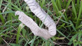 Snake's shed skin, also known slough, lying in the grass - Powered by Shutterstock - Get 15% off with code: PIKWIZARD15