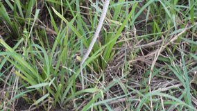 Shed snake skin on the grass, also called ecdysis or molting - Powered by Shutterstock - Get 15% off with code: PIKWIZARD15