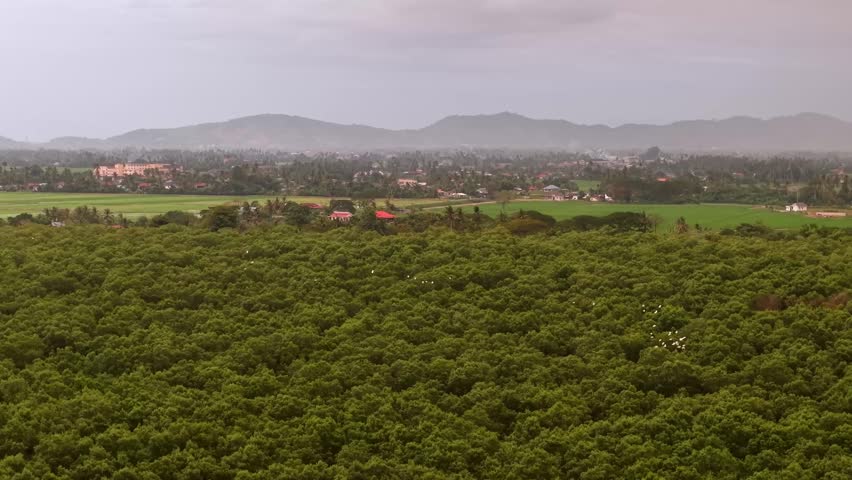 Aerial view drone shot of dense mangrove forest with nearby farmland, houses and distant hills