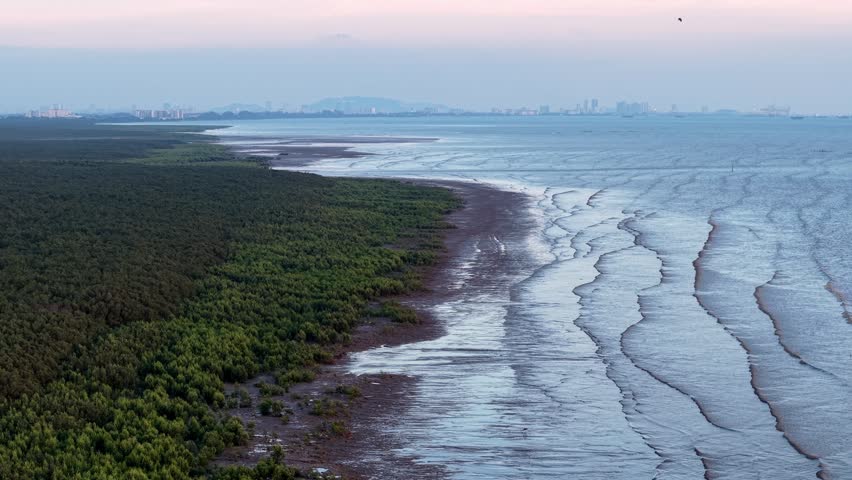 Drone view highlights mangrove forest lining coastal edge at Penaga, Penang with tidal waters.