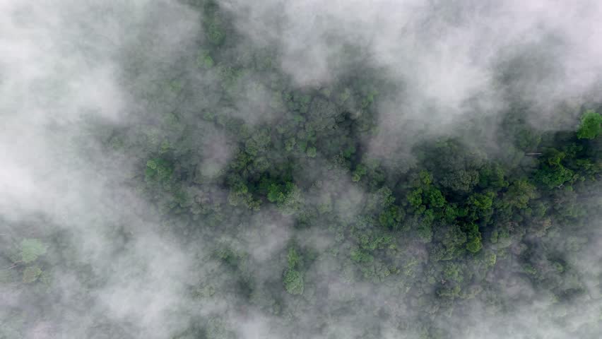 Forest with a thick layer of fog covering the trees. The fog creates a mysterious and serene atmosphere