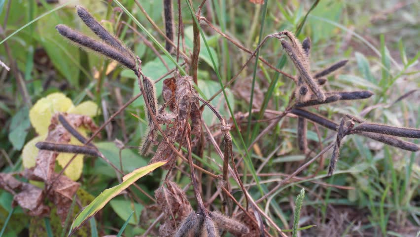 Dry pods urad dal or black gram plant