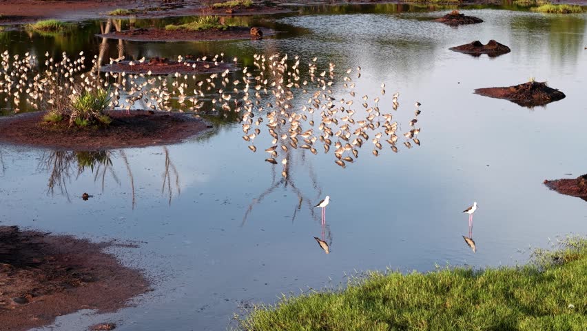 Large flock of sandpipers and stilts wading in shallow pond with reflections.