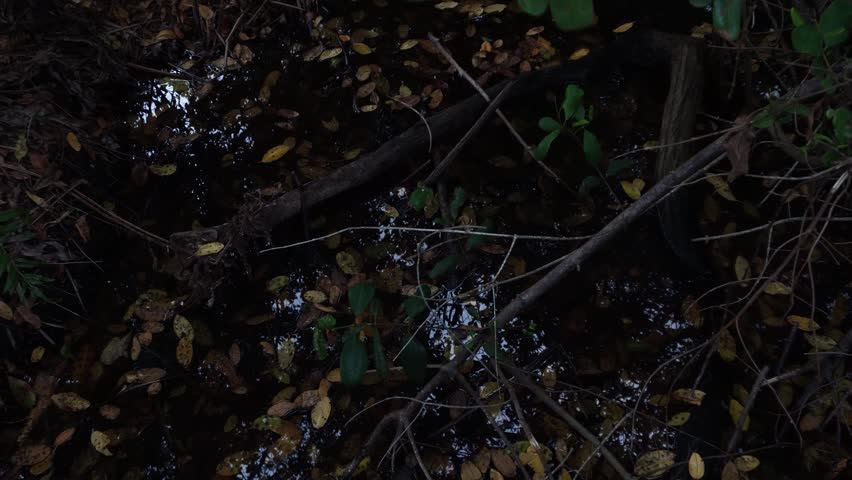 Overhead view of a dark woodland puddle filled with decaying autumn leaves and fallen branches. Low-key lighting highlights the water surface reflections and organic forest floor debris.