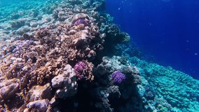 POV camera glides along a vertical coral wall in the Red Sea, Egypt. Hard corals, small reef fish, bubbles, and particles move in bright daytime cobalt water. - Powered by Shutterstock - Get 15% off with code: PIKWIZARD15