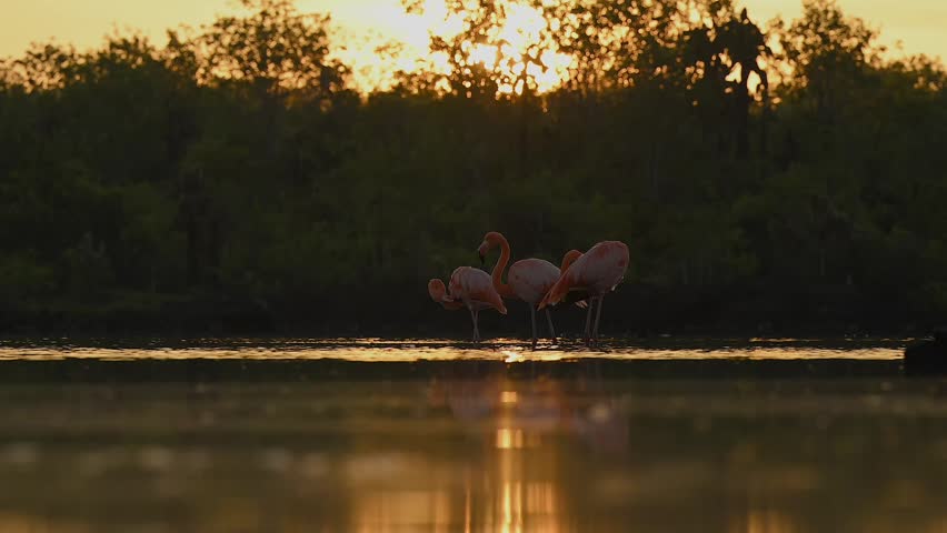 Wild Flamingo Submerging Head in Water While Feeding at sunset