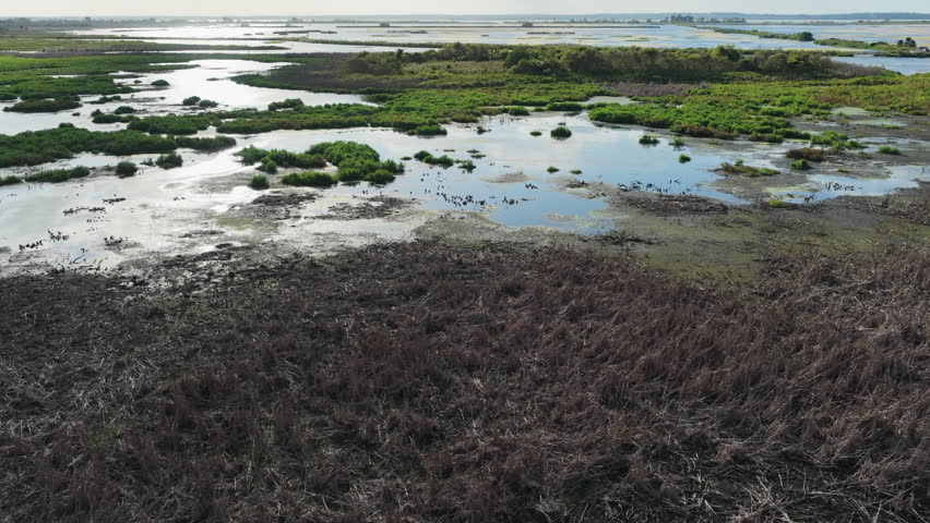 Animal Natural Habitat At Emeralda Marsh Conservation Area Swamp In Florida, USA. Aerial Shot