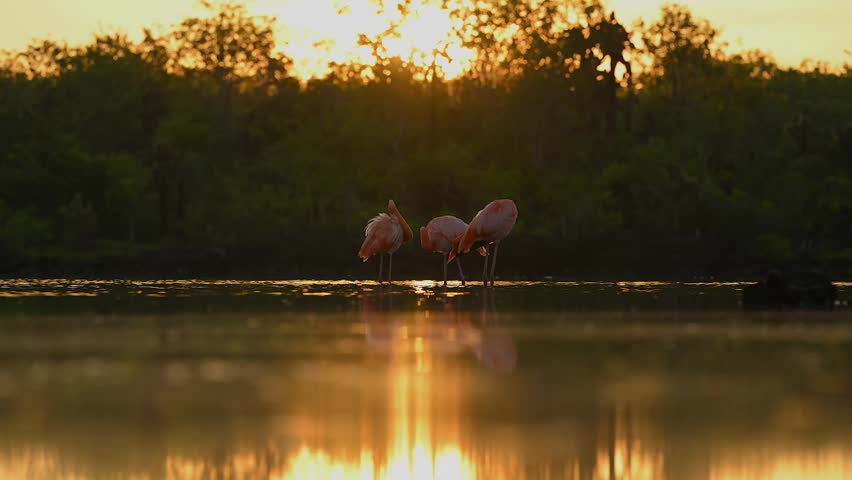 Wild Flamingo Submerging Head in Water While Feeding at sunset