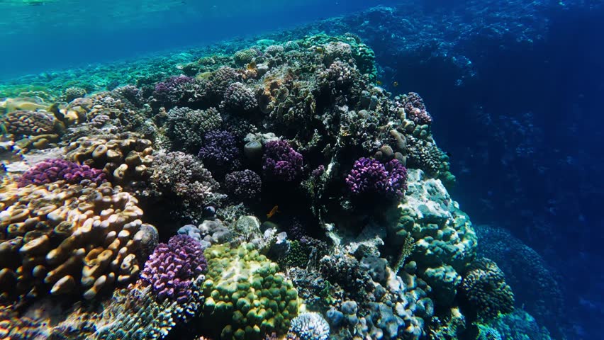 Wide angle underwater sweep in the Red Sea off Egypt shows a steep reef drop off with bright purple corals, small orange fish, and clear daylight from a turquoise surface.