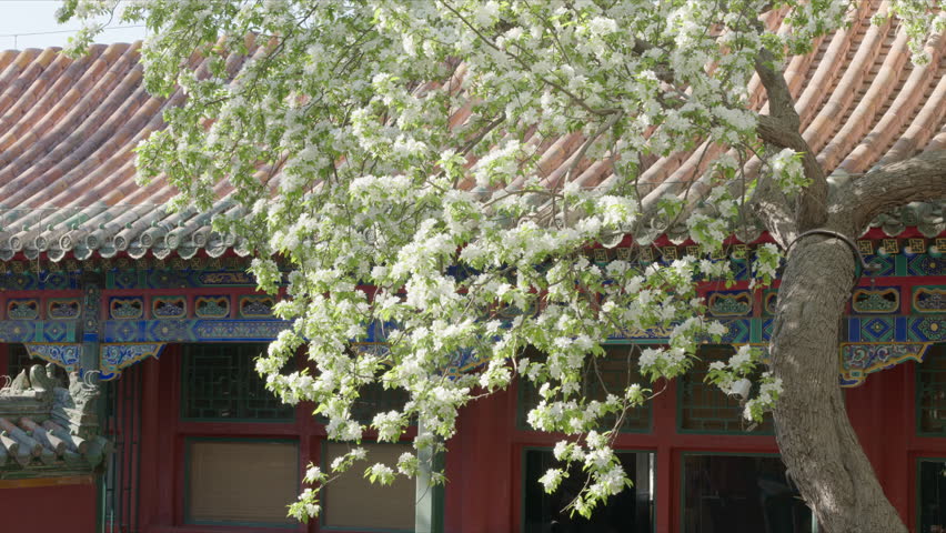 Beijing, China - 7th April 2026 - Spring Blossoms at Tuancheng: Pear, Begonia, and Lilac Flowers in the Imperial Circular City, Beihai Park
