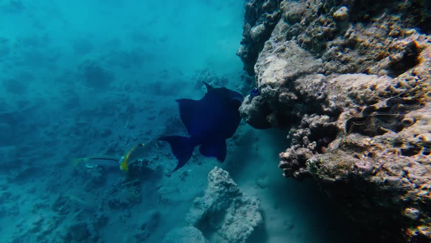 Underwater at the Red Sea in Egypt, a large deep blue reef fish glides by a rugged coral wall as yellow striped fish dart and an electric blue giant clam rests in rock.