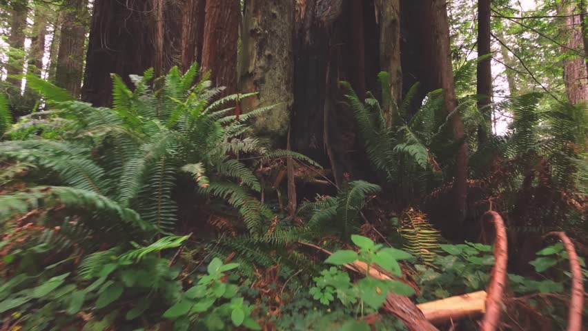 A low-angle, upward-looking shot of massive, old-growth redwood trees in the dense forest of the Berry Glen Trail, located in Redwood National and State Parks, Northern California. Sunlight filters th