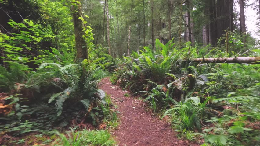 Footage of a peaceful, dirt hiking trail winding through a dense, lush forest in Redwood National Park, California. The trail is surrounded by giant ferns, moss-covered trees, and towering old-growth