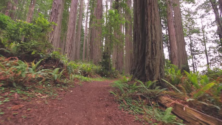 A low-angle shot looking up at massive, old-growth redwood trees (Sequoia sempervirens) on the Berry Glen Trail in Redwood National and State Parks, Northern California. Sunlight filters through the d