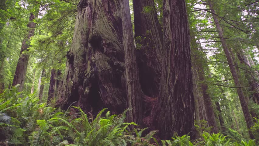 upward view of majestic, old-growth redwood trees in the dense, green forest of the Berry Glen Trail, located within the Redwood National and State Parks in Northern California.