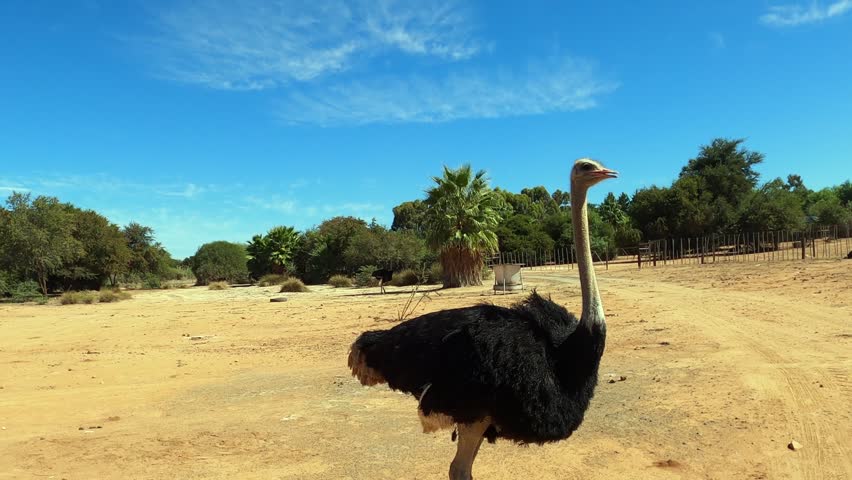 Camera approaches calm, lone ostrich on farm in South Africa, closeup