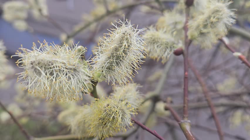 Fluffy pussy willow blossoms on a tree branch during spring bloom. A close-up with a soft, blurred background, natural texture, and delicate light tones.