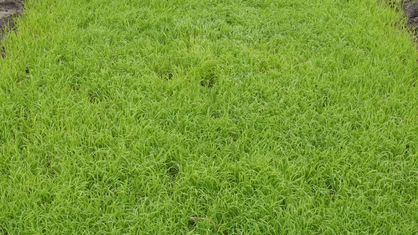 lush patch of green grass, likely a lawn or a rice field in its early growth stage