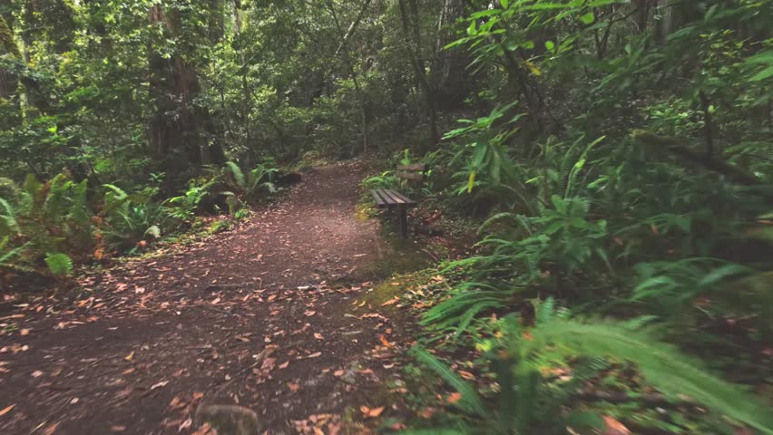 A wide-angle, slightly low perspective shot of a peaceful, secluded dirt hiking trail with a wooden bench on the side, surrounded by lush green ferns and towering redwood trees in the Emerald Ridge an