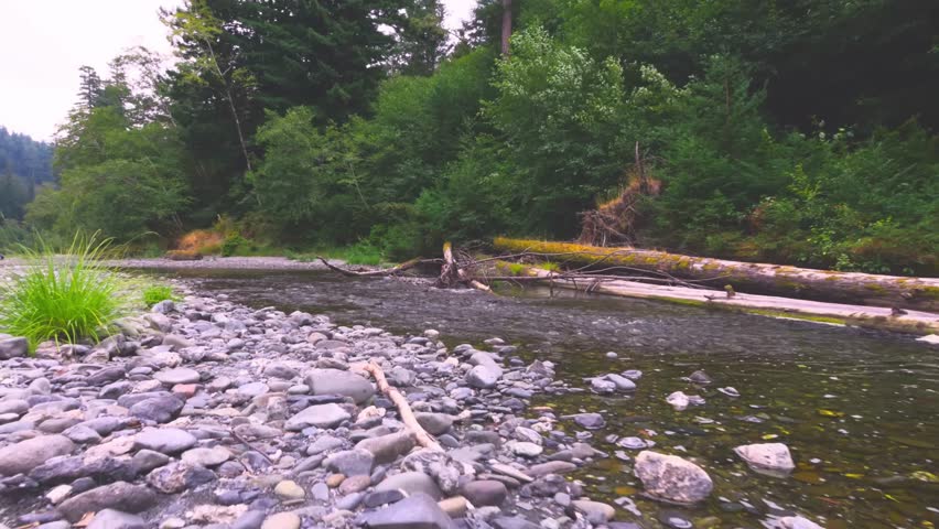 Footage of a shallow, rocky creek bed with flowing water and large, fallen redwood logs in a dense forest environment. This serene natural landscape is located along the Emerald Ridge and Tall Trees T