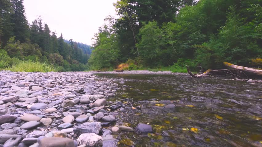 Footage capturing a serene landscape of the Redwood Creek as it meanders through a dense forest along the Emerald Ridge and Tall Trees Trail in Redwood National Park, California. The scene features a