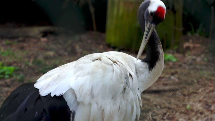 Crane bird engages in preening behavior, using its beak to clean feathers, surrounded by natural elements and soft ground in the background