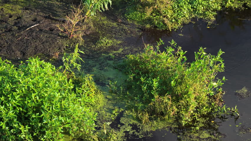 Protected Wetland Of Emeralda Marsh Conservation Area In Florida, USA. Aerial Tracking Shot