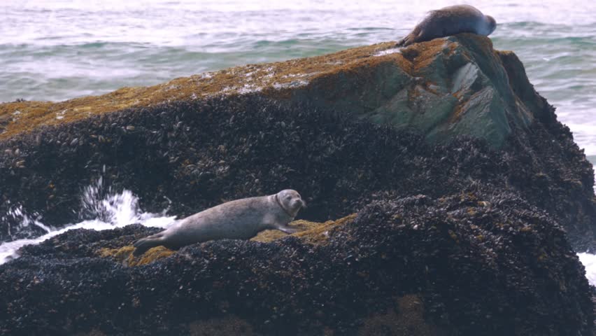 Three harbor seals (Phoca vitulina) hauled out and resting on an algae-covered rock formation in the cold ocean waters, with waves crashing around them. The scene captures marine wildlife in its natur