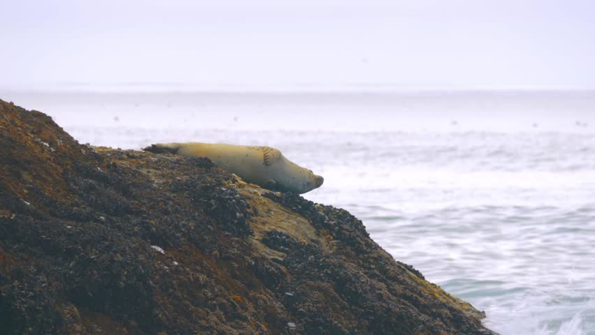 Footage of a wild seal (likely a harbor or gray seal) hauled out and resting on dark, mossy rocks along a rugged ocean coastline. The animal is in its natural habitat, with ocean waves crashing nearby