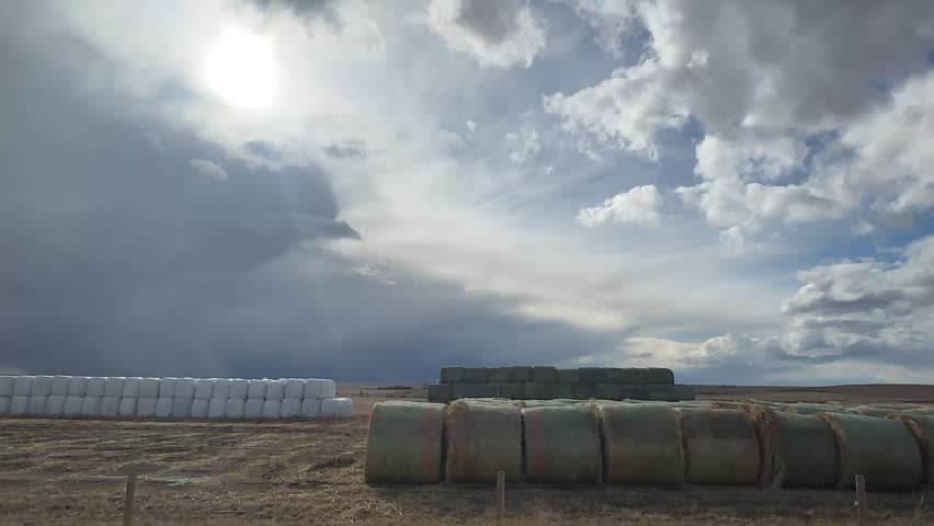 Prairie farmland with round hay bales in Alberta highlighting harvest season and rural agricultural environment