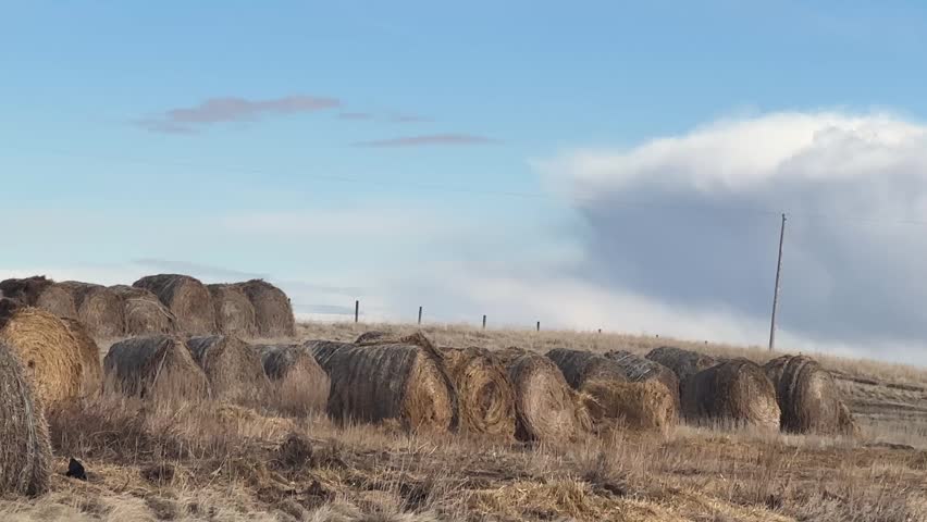 Scattered hay bales across dry grassland in Alberta showcasing countryside farming and agricultural land use