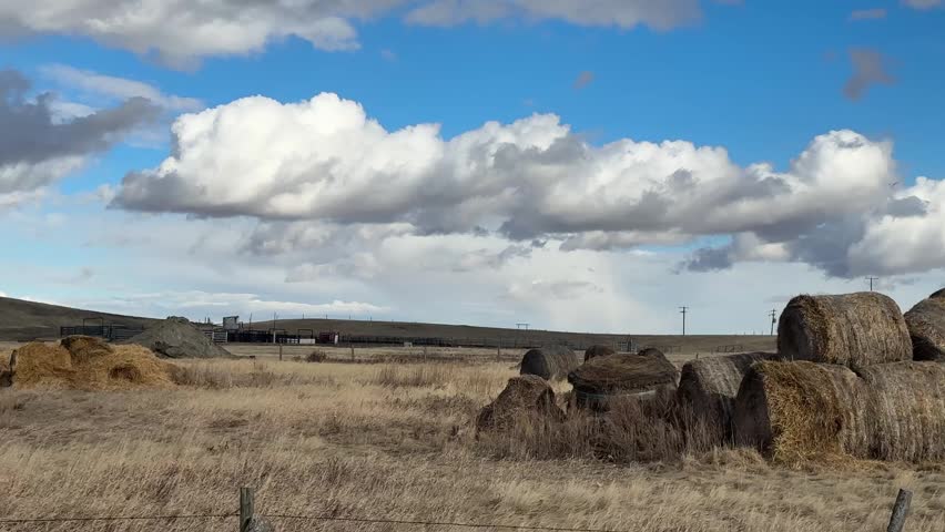 Harvested hay bales positioned across rural Alberta field under wide sky showcasing agricultural landscape