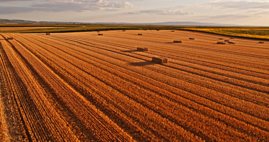 Golden wheat field with hay bales after harvest under a beautiful cloudy sky at sunset