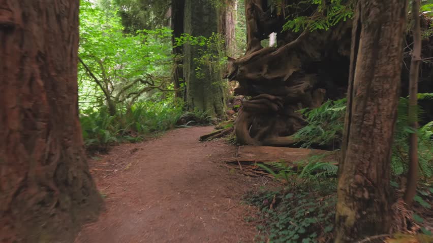 A peaceful, low-angle shot on a dirt hiking trail that winds through a dense, lush old-growth redwood forest in Prairie Creek Redwoods State Park, part of the Redwood National and State Parks system.