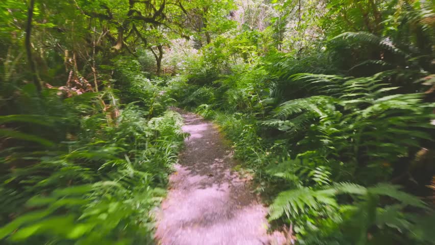 Footage of a scenic, shaded hiking trail winding through a dense, vibrant forest of towering redwoods and abundant ferns in the Prairie Creek Redwoods State Park, part of the Redwood National and Stat