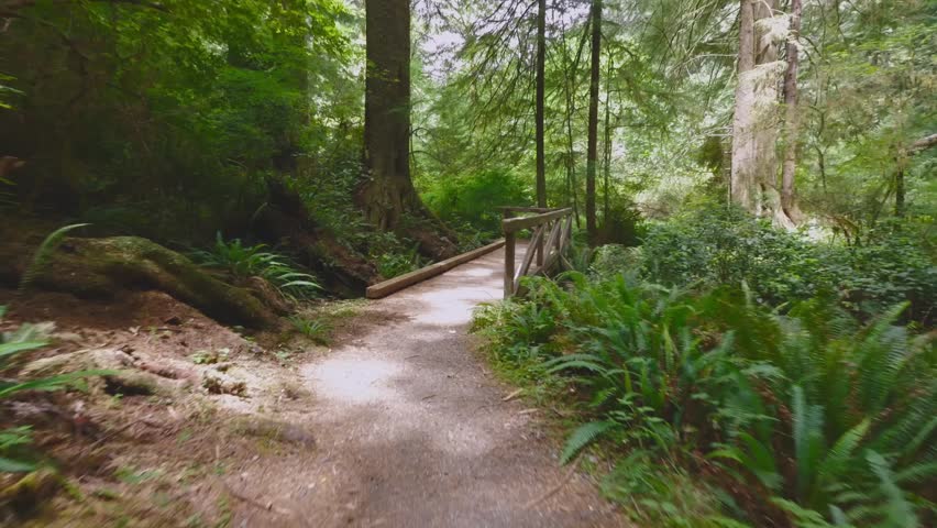 A peaceful, first-person view footage of a person hiking along the scenic West Ridge and Prairie Creek Trail in Redwood National Park, California. The path is a dirt trail surrounded by lush green fer
